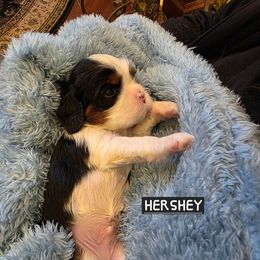 HERSHEY - Tri-color male Cavalier King Charles Spaniel puppy in Lehi, Utah from Angels and Nobility Cavaliers