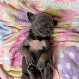 Penelope- Blue TP or BP - Blue female Great Dane puppy in Morton, Illinois from That Gurl K9s