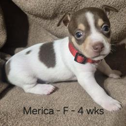 Merica - White and chocolate female Teddy Roosevelt Terrier puppy in Murray, Kentucky from Froschwald German Shepherds and Xanadu Teddy Roosevelt Terriers