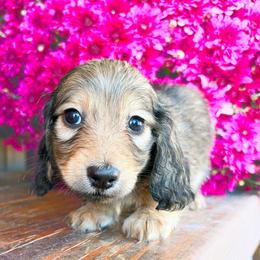 Magnolia - Cream female Dachshund puppy in Sylvania, Alabama from Yancey’s Doxies