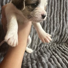 Purple collar - White female Shorkie puppy in Staten Island, New York from Sensational Shorkies