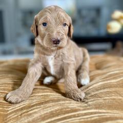 Magenta Collar - Red female Irish Doodle puppy in Indiahoma, Oklahoma from Farm Fresh Doodles
