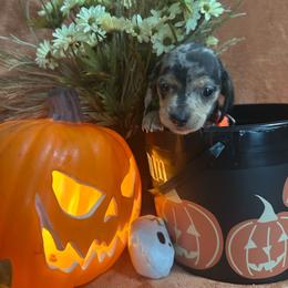 Orange - Blue and cream male Dachshund puppy in Saint Jo, Texas from Reeves Dashing-Hounds