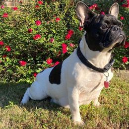 Cookie - French Bulldog