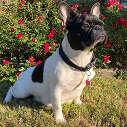 Cookie - French Bulldog