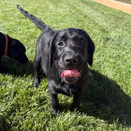 Teddy - Black male Labrador Retriever puppy in Menifee, California from Dioscuri Kennel