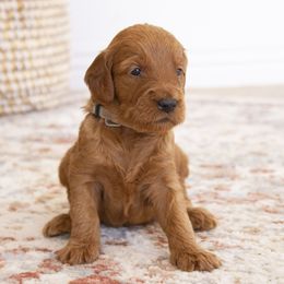 Goldendoodle, Irish Doodle, Labradoodle, and Poodle Puppies from Desert Doodles