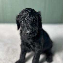 Bingo - Black male Goldendoodle puppy in Osage City, Kansas from Golden Ridge Goldens