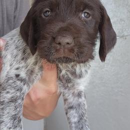 Boy 1 - Brown and gray male Wirehaired Pointing Griffon puppy in Emmett, Idaho from Idaho Wirehaired Pointing Griffons