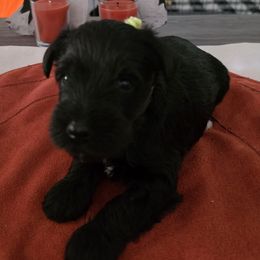 Girl 3 - Black female Miniature Schnauzer puppy in Fresno, California from Findell Kennel, LLC
