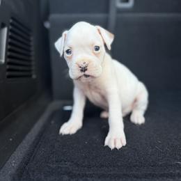 Boy 5 - White male Boxer puppy in Prestonsburg, Kentucky from Bre’s Boxers