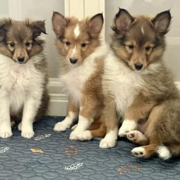 Toy Shetland Sheepdog puppies from Skoshie’s Shelties
