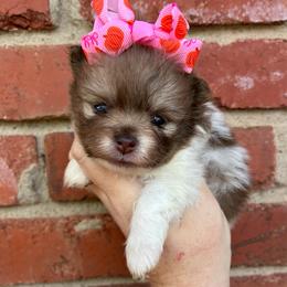Jo - Chocolate parti female Pomeranian puppy in Inola, Oklahoma from My Bella’s Pomeranians