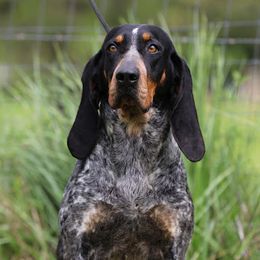 Shenandoah - Bluetick Coonhound