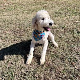 Timber - Goldendoodle