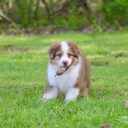 Australian Shepherd Puppies from Sacré-Cœur Australian shepherds