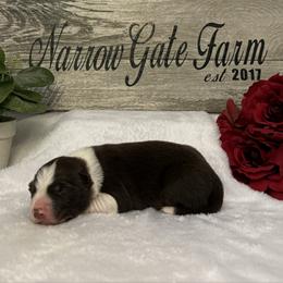 Mushu - White and red male Border Collie puppy in Moody, Texas from Narrow Gate Farm
