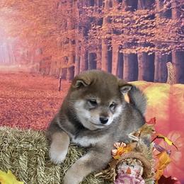 Rogue - Sesame male Shiba Inu puppy in Newberry, Michigan from Day Dream Akita & Shiba Inu