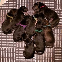 German Shepherd Puppies from Firelight German Shepherds