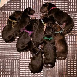 German Shepherd Puppies from Firelight German Shepherds