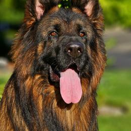 German Shepherd All Grown Up from Purebred Elite Shepherds