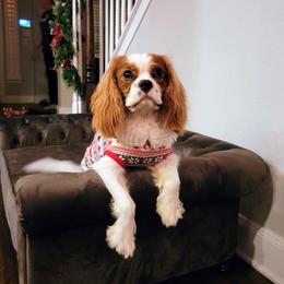 Tucker - Cavalier King Charles Spaniel