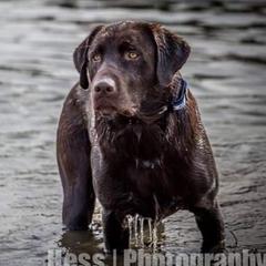 Cain - Labrador Retriever