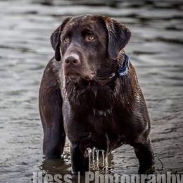 Cain - Labrador Retriever