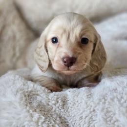 Boy 3 - Cream male Dachshund puppy in Pasco, Washington from Loyal Lil Dachshunds