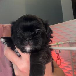 Nolan - Black and white male Shih Tzu puppy in Kettering, Ohio from The Ruff Life Tribe