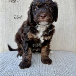 Olaf - Brown and white male Bernedoodle puppy in Owasso, Oklahoma from Kallams Bernedoodles & Bernese Mountain Dogs