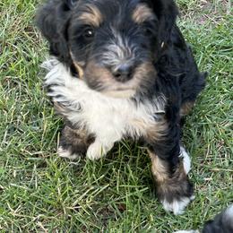 Bernedoodle, Poodle, and Soft Coated Wheaten Terrier Puppies from Whoodles of Wyoming