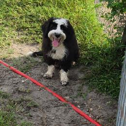 Tamale - REDUCED Last Puppy - Black and white male Aussiedoodle puppy in Lithia, Florida from Waterford Doodle Farm