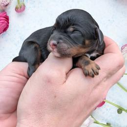 Male 2 - Black and tan male Cavapoo puppy in Coshocton, Ohio from Forever Family Puppies