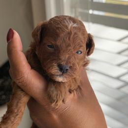 Casper - Red  male Poodle puppy in Southampton, New Jersey from Lavishly Loved Pets LLC