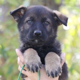 Green Collar - Fritz - Sable male German Shepherd puppy in Augusta, West Virginia from Cricket Hollow Canines