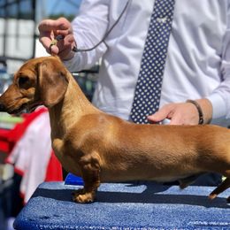 Dachshund All Grown Up from Racebrook Dachshunds
