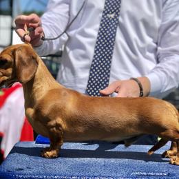 Dachshund All Grown Up from Racebrook Dachshunds