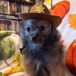 BLAZE 2 - Wolf sable male Pomeranian puppy in Lore City, Ohio from Tonia's Pomeranians