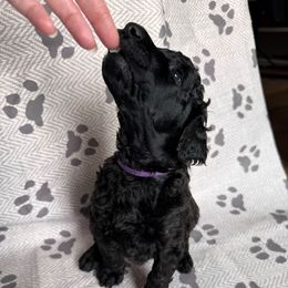 Star - Black female Poodle puppy in Nederland, Texas from Lingo Standard Poodles