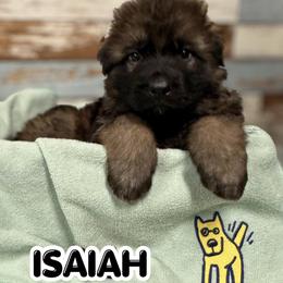 Isaiah - Sable male German Shepherd puppy in Canton, Texas from WILDWOOD GERMAN SHEPHERDS
