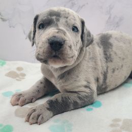 Ace - Merle male Great Dane puppy in Kannapolis, North Carolina from Carolina Great Danes & Toy Poodles