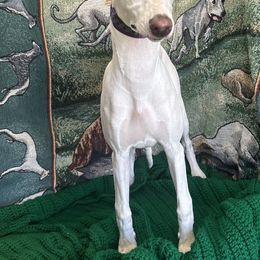 Whippet Puppies from Sonsteby