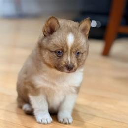 Fifi - Chocolate female Pomsky puppy in Doon, Iowa from Luxury Pomsky