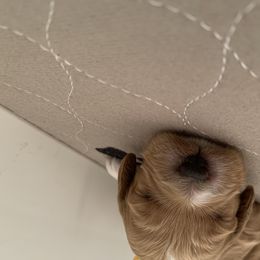 Cockapoo Puppies from ApplebyFarm