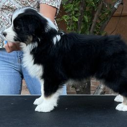Australian Shepherd Puppies from Imagine Australian Shepherds