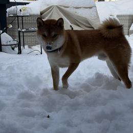 Shiba Inu All Grown Up from Hana Shibas
