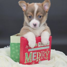 Wade (Gus) - Sable male Pembroke Welsh Corgi puppy in Dickeyville, Wisconsin from J&R Shepherds & Corgis