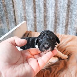 Poodle Puppies from BC’s Poodles on the Mountain