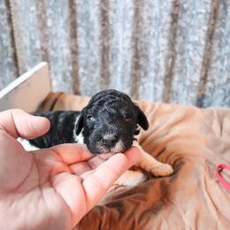 Poodle Puppies from BC’s Poodles on the Mountain